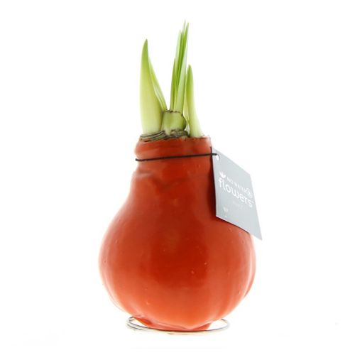 Amaryllis-Zwiebel in Geschenkbox - Bild 19